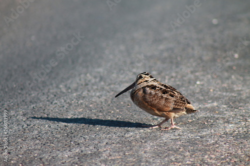 duck on the beach