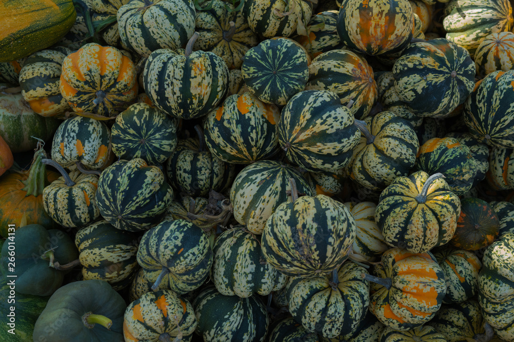 Selecting pumpkin from pumpkin patch in early Autumn. Pumpkins for sale. American farm and barns at autumn. Halloween and autumn background. Pumpkins from the farm on a field on a Halloween holiday.