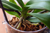 Phalaenopsis orchid roots in flower pot with substrate and green leaves at home. Botanical and house flowers concept. Close up, blurred motion and selective focus