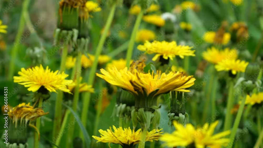 Spring flower - dandelion flowers or dandelion taraxacum in grass, swinging in breeze on meadow. Beautiful springtime nature. Close-up. Soft selective focus. Dreamy green spring scene. Spring flower - dandelion flowers or dandelion taraxacum in grass, swinging in breeze on meadow. Beautiful springtime nature. Close-up. Soft selective focus. Dreamy green spring scene.