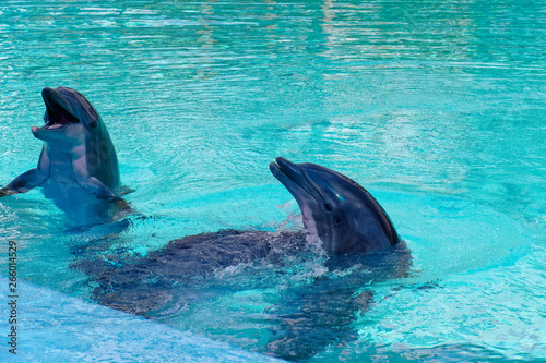 Dolphins in Pool