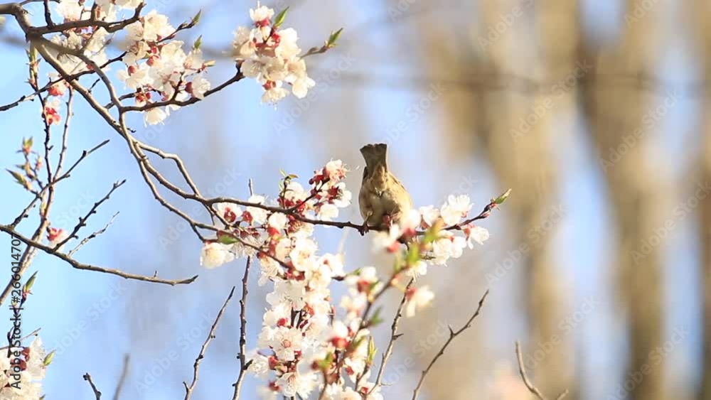 sparrow on a branch with cherry flowers sparrow on a branch with cherry flowers