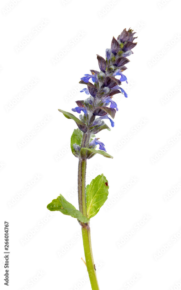 Obraz premium Flowering Blue bugle (Ajuga reptans) with blue flowers and green leaves isolated on white background