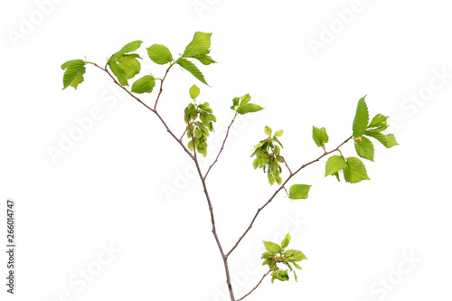 Branch of Ulmus laevis or European white elm with fruits and young green leaves isolated on white background photo