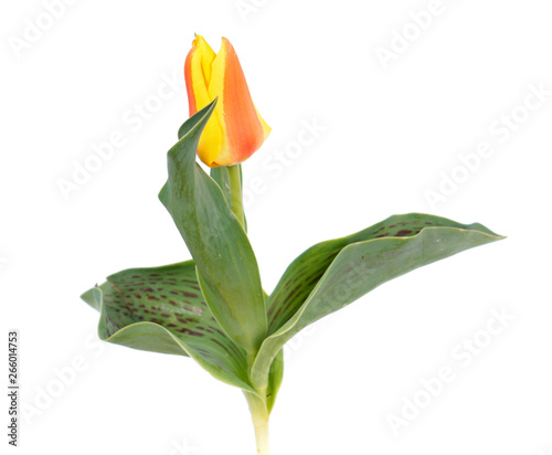 Red-yellow tulip flower with green leaves isolated on white background. Cultivar Cape Cod from Greigii Group