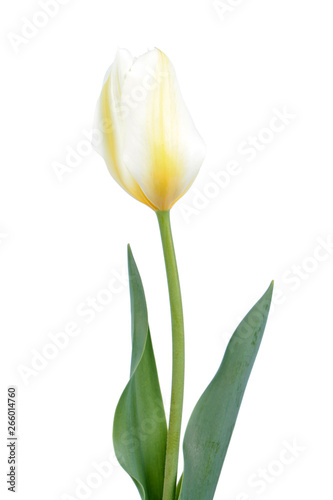 White tulip flower with green leaves isolated on white background. Cultivar Purissima from Fosteriana Group