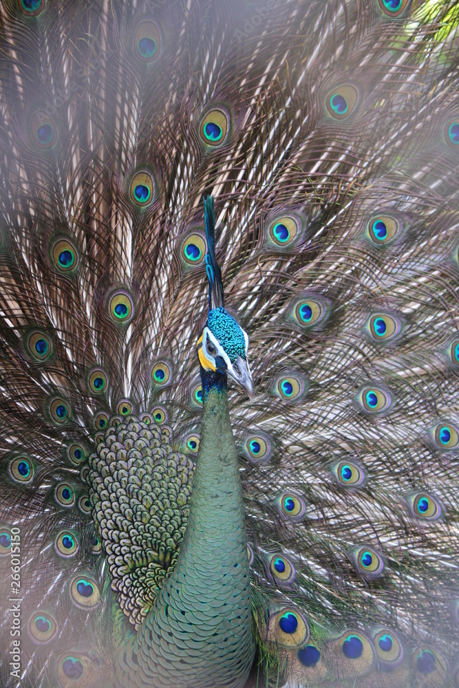 Obraz premium PeacockLook