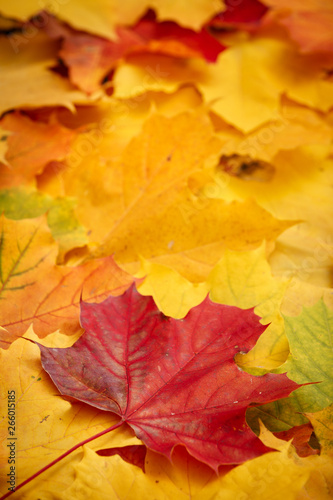 Many bright colored leaves maple lying on the ground. Close-up of yellow, red, green and orange maple leaves. Top view of the multi-colored autumn foliage.