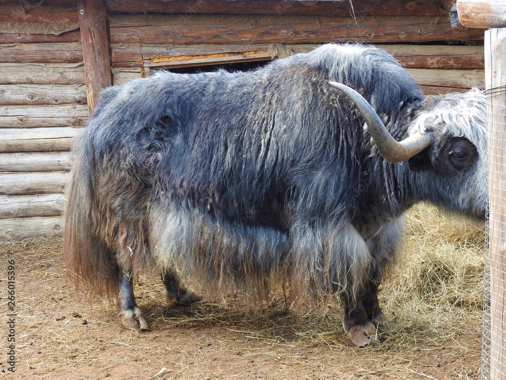 Portrait of mongolian yak behind the wooden fence. Close-up view. Rural scene. Portrait of mongolian yak behind the wooden fence. Close-up view. Rural scene.