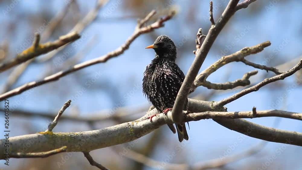 starling cleans feathers from parasites sitting on a branch