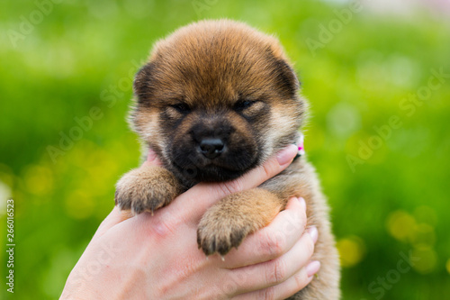 Close-up Portrait of adorable two weeks old shiba inu puppy in the hands of the owner in the buttercup meadow © Anastasiia