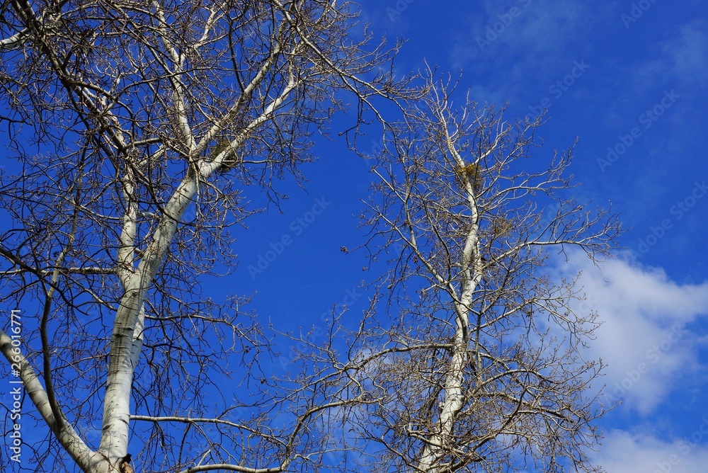 gray dry trees and poplar branches against the blue sky and clouds