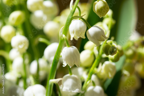 Lily of the valley, Convallaria majalis white flowersn in bunch macro photo