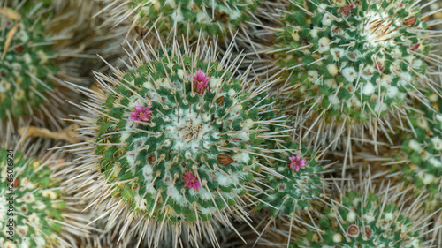 Cactus with flowers planted in a botanical garden. Top view.