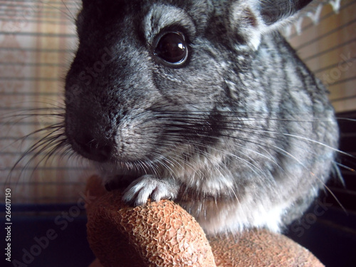 Little chinchilla with black beady eyes sits in a cage. A small animal is contained in a cage in the apartment. Exotic pet with soft soft hair. photo