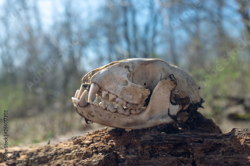 Skull on a log in the woods