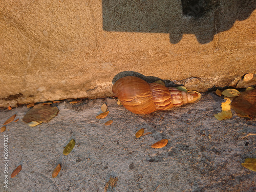 A snail on sidewalk edge is resting himself by a wall after a long day walking  in the Sun. photo