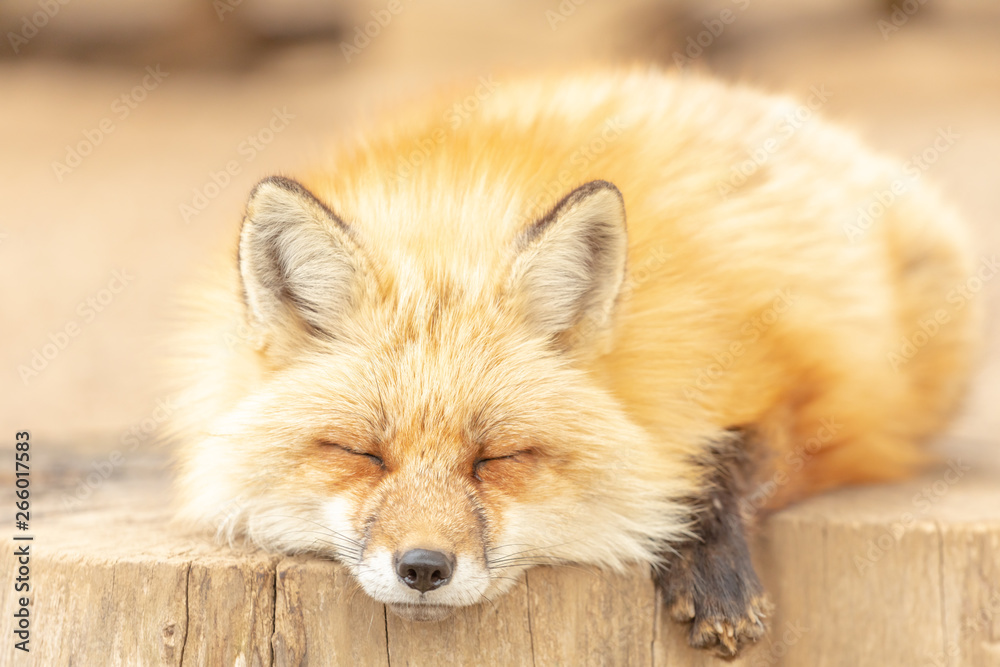 かわいいキツネ 動物 野生生物 赤ちゃん Stock Photo Adobe Stock