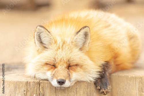 かわいいキツネ 動物 野生生物 赤ちゃん Stock Photo Adobe Stock かわいいキツネ 動物 野生生物 赤ちゃん Stock Photo Adobe Stock