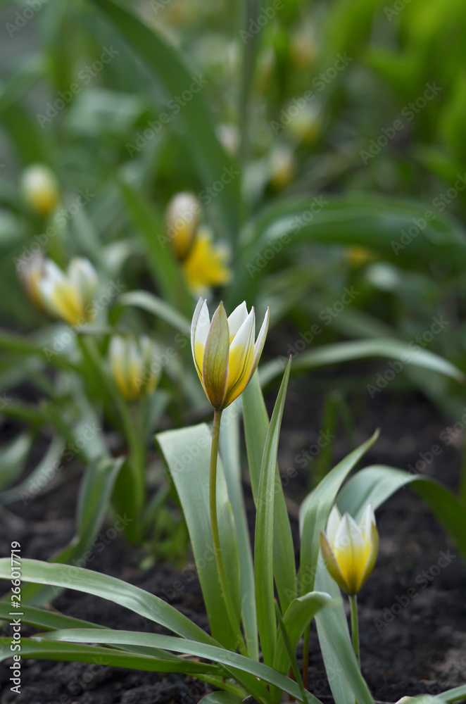 Fototapeta premium Flowering of the first perennial tulips in the spring. Selective focus.