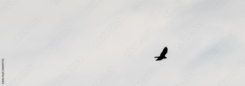 Bird of prey silhouette in front of a white sky