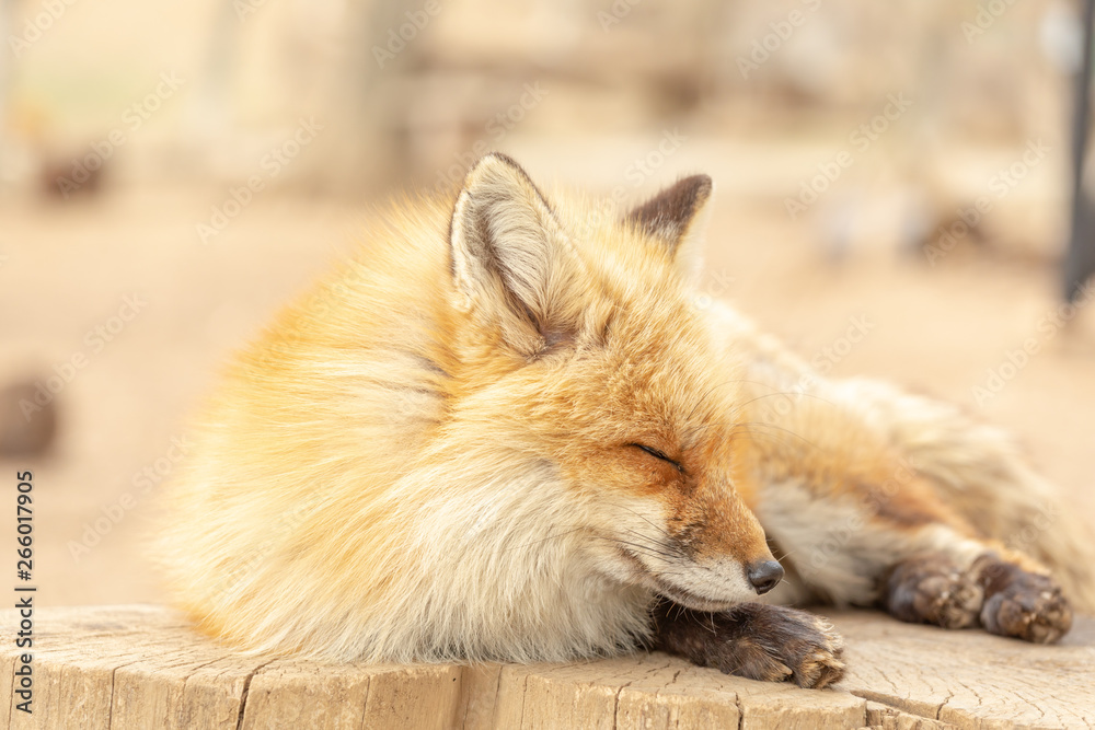 キツネ かわいい 動物 野生生物 赤ちゃん Stock 写真 Adobe Stock