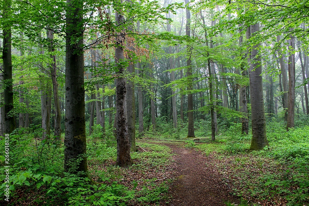 Obraz premium Wald pur