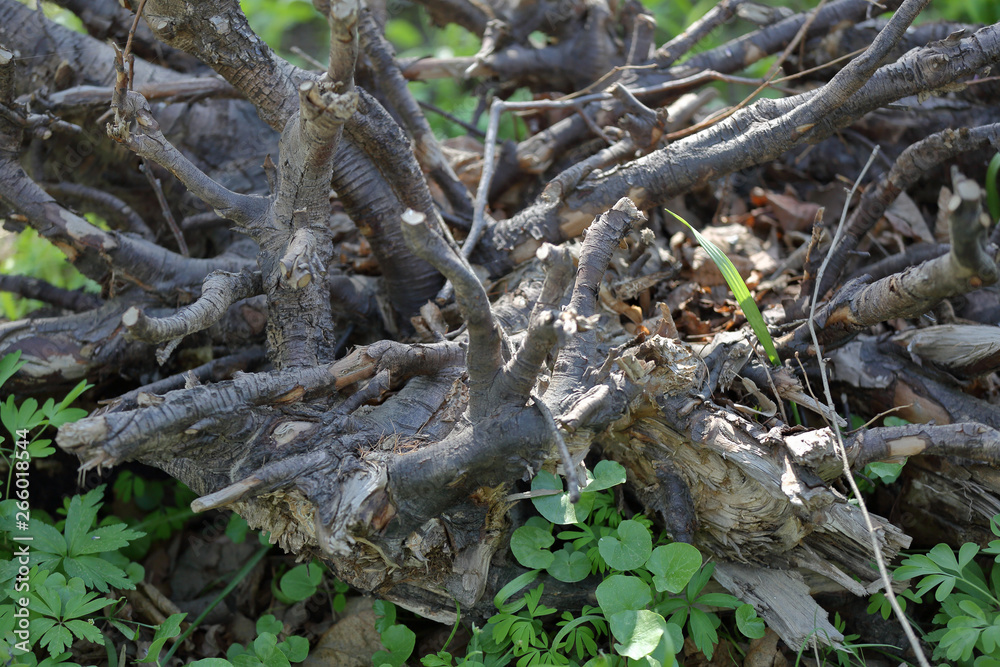 Large dried roots of trees as decoration of the yard Large dried roots of trees as decoration of the yard