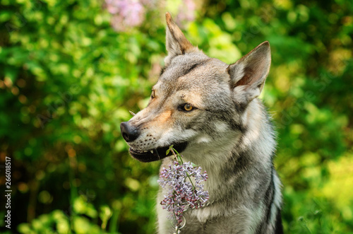 czechoslovak wolf dog funny spring portrait with flowers cute dog wolf