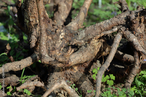 Large dried roots of trees as decoration of the yard