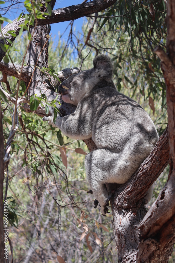 Fototapeta premium Koala