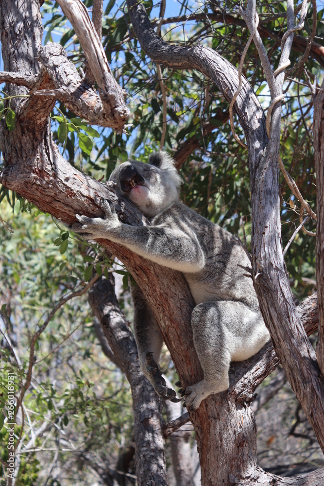 Obraz premium Koala
