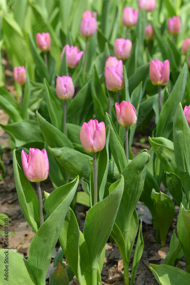 Fototapeta premium Spring. Tulip Light Pink Prince