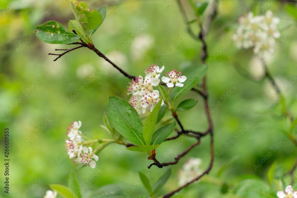 White chokeberry flowers blooming in the Spring.