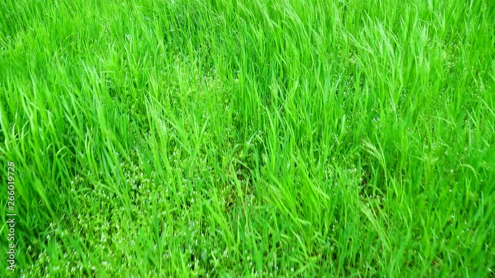 Shooting of a grass in the movement. Shooting of a grass in the movement.