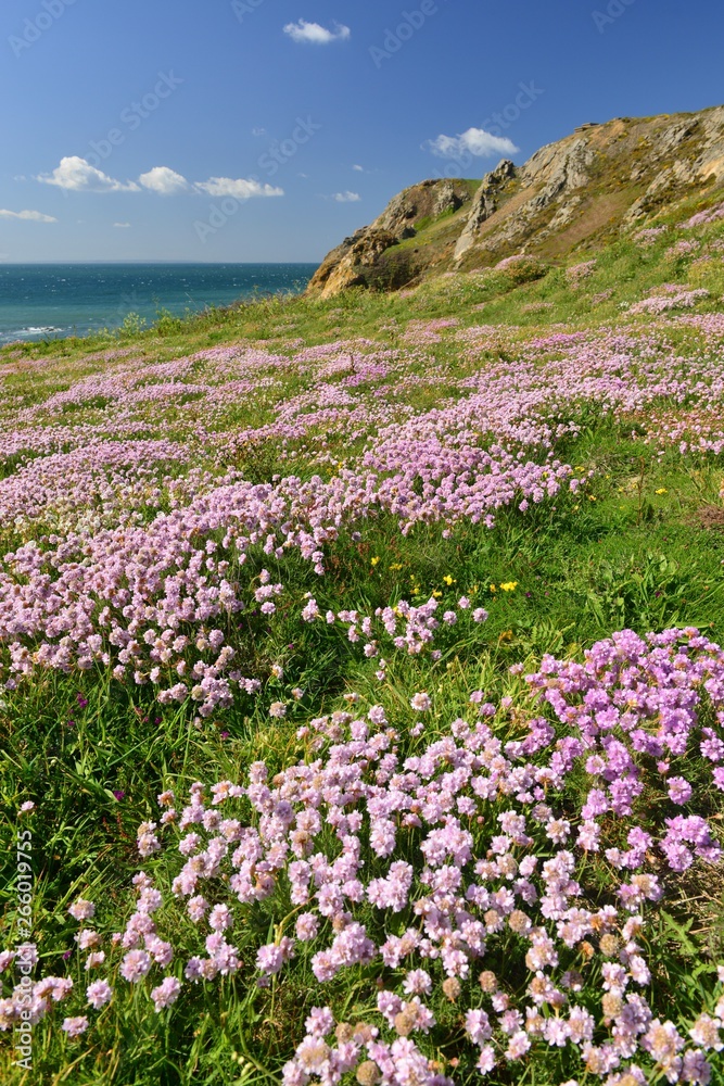 Le Pulec, Jersey, U.K. spring coastal landscape with Sea Thrift.