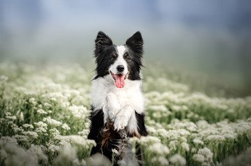 border collie dog beautiful portrait with flowers magical light spring park walk with a dog