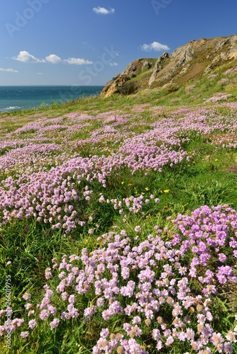 Le Pulec  Jersey  U.K. spring coastal landscape with Sea Thrift.