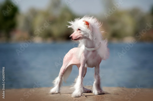 chinese crested dog portrait near water sunny day photo