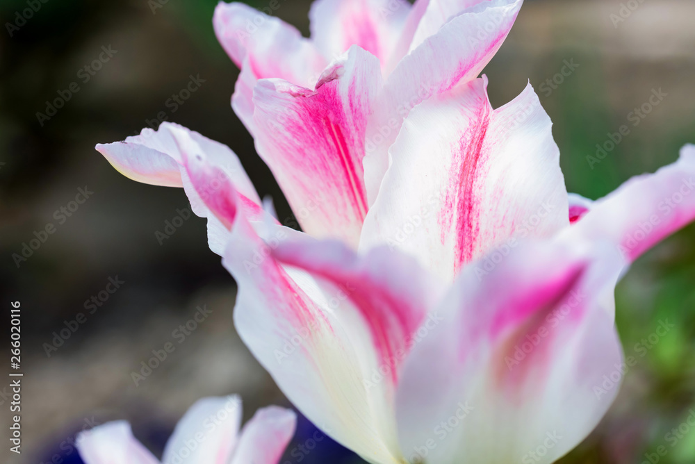 Close up white and pink tulips blooming outdoors Close up white and pink tulips blooming outdoors