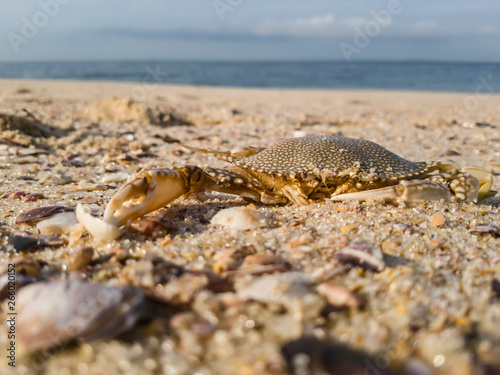 A dead crab found on the sand, after tropical storm. photo