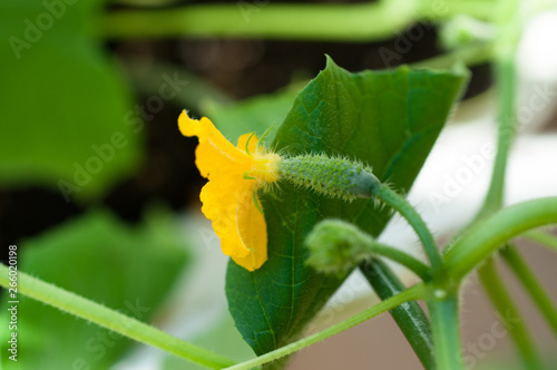 Cucumber seedlings with buds and cucumber ovaries