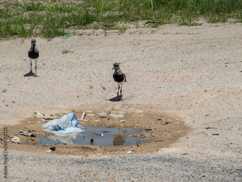 Bird Vanellus chilensis, called Quero-quero or abibe, drinking puddle water, polluted and dirty. photo