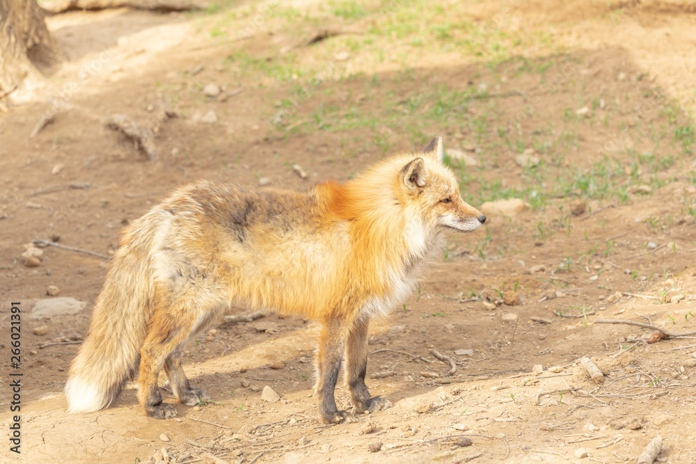 キツネ かわいい 動物 野生生物 赤ちゃん Foto De Stock Adobe Stock
