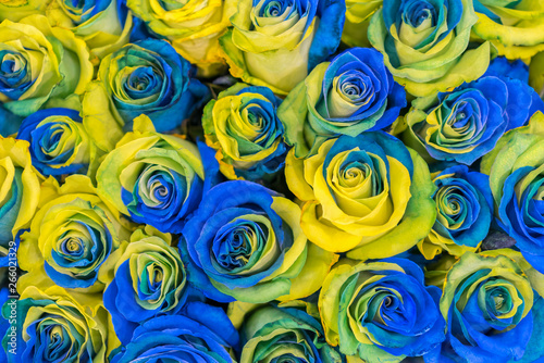 concept ukrainian blue and yellow roses top view. Fancy yellow and blue roses. Fantastic flowers. Blue and yellow flowers of roses in the colors of the flag of Sweden as floral background