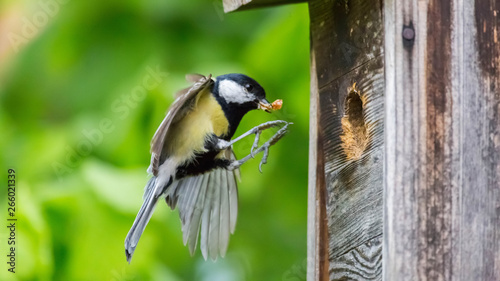 great tit in front of the nesting box photo