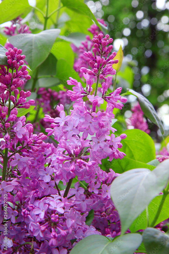 Fototapeta premium Spring branch of blossoming lilac