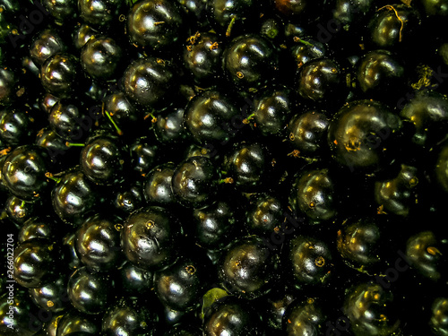 Various fruits of jabuticaba in popular commerce of the city