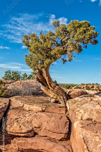 Desert Juniper tree