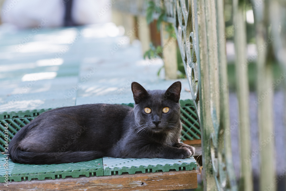 Black cat with short hair sitting close up Black cat with short hair sitting close up